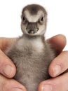 Close-up of person holding a Hawaiian Goose or NÃâÃÂ¬nÃâÃÂ¬, Branta sandvicensis, a species of goose, 4 days old